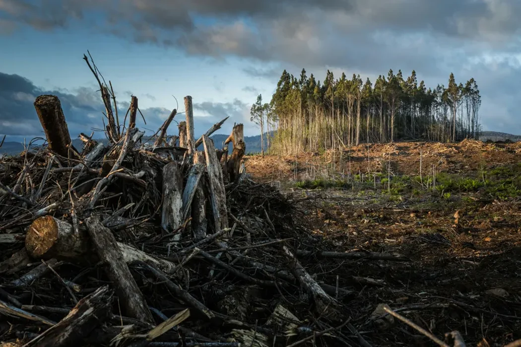 Matt Palmer Deforestation